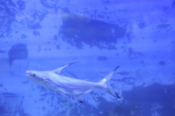pez acuario