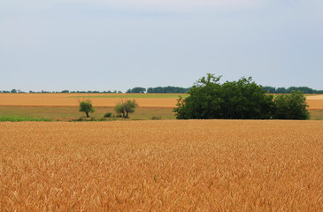 Fototapeta na wymiar field of wheat/ rural landscape