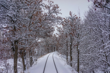 snowy road in winter forest