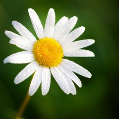 close up macro of an isolated daisy