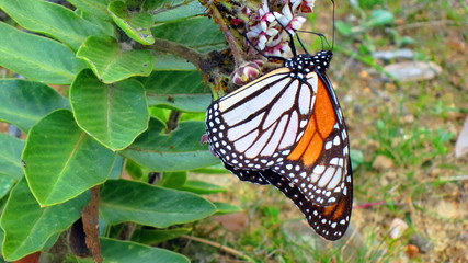 butterfly on flower