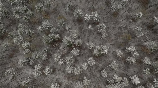 Drone flying over forest tree tops under snow 4K footage
