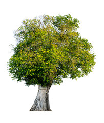 The tree is completely separated from the white ba background Scientific name Ficus religiosa