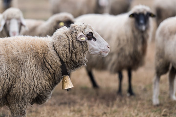 Bautiful sheep with bell round her neck