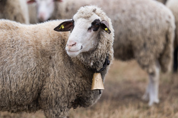 Bautiful sheep with bell round her neck