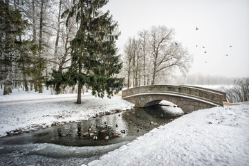 Утки зимой Ducks swim in an ice-hole