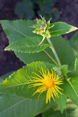 Elecampane herb bloomed a yellow flower in the garden on a summer day.