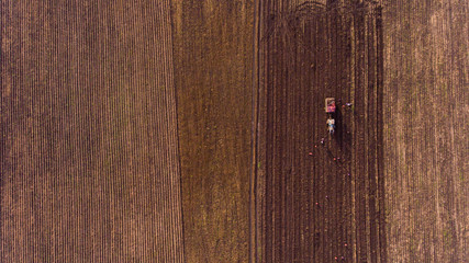 Aerial flight of potato field. Farmers with tractor are harvesting.