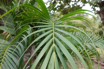 Close up of plant