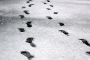 traces in the wet snow of two people. movement diagonally. winter and frosty weather on a snowy road. snow removal. texture background for design
