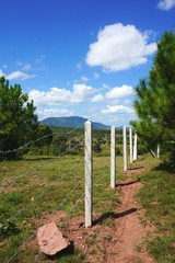 Fototapeta premium Bare dirt trail along a barbed wire fence with evergreen trees to the sides, mountains on the horizon and blue sky overhead