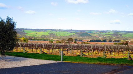 Fototapeta na wymiar mclaren vale vineyard, australia