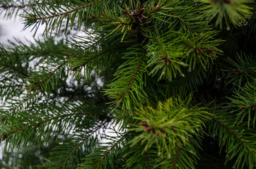 needles on the tree