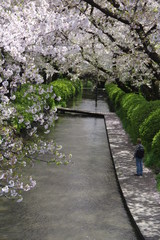 桜と用水路