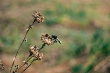 SONY DSC