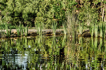 Spring magic pond on a background of evergreen trees. Clear sunny windless day. Reflection in a pond of coastal plants and blue sky. Nature concept for design.