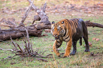 male tiger walking on the borders of Lake Tadoba in in Tadoba National Park in India