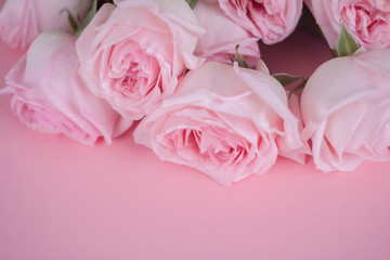 bouqet delicate pink roses on pink background