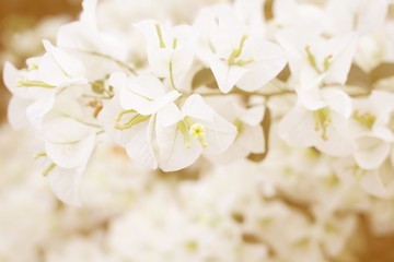 Vintage photo of white bougainvillea flower in field.