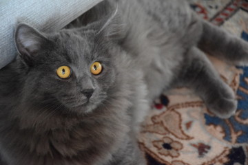 Chartreux curieux