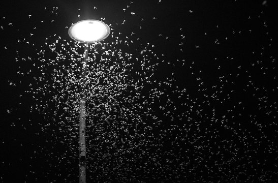 nu&eacute;e d'insectes attir&eacute;s par la lumi&egrave;re sous un r&eacute;verb&egrave;re