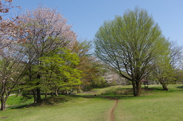 Obraz premium 春の公園