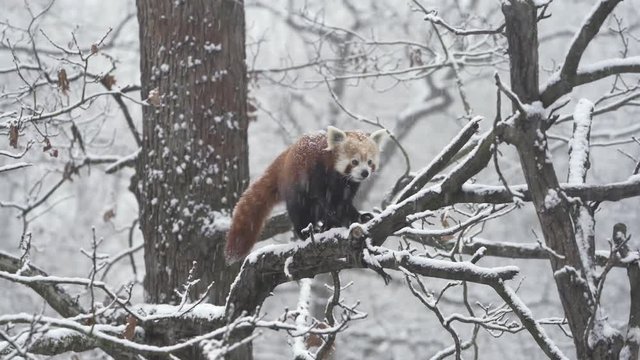 Red panda, aka lesser panda, Ailurus fulgens, in a winter forest.