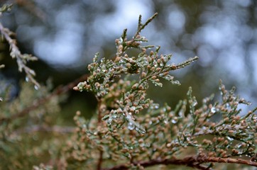 drops on branch