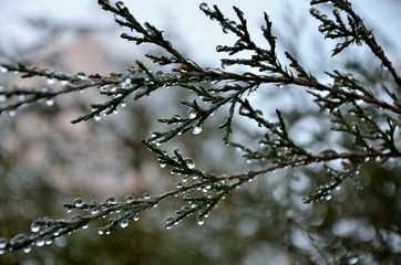 drops on branch