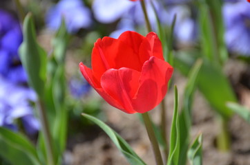 red tulips in the garden