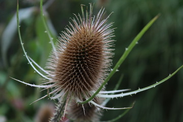 fleur