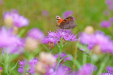 Butterfly drinks nectar from a flower.