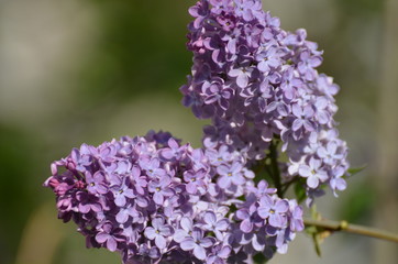 lilac