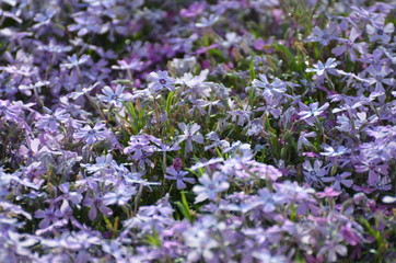 purple flowers in the garden