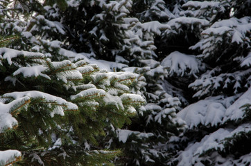 winter