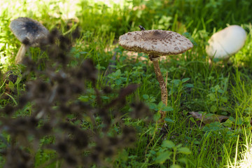 mushroom in forest