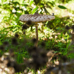 mushroom in forest