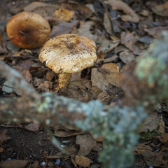 mushroom in forest