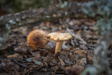 Fototapeta premium mushroom in forest