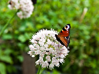  A butterfly  peacock eye on onion flower
