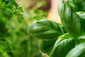 Basil leaves