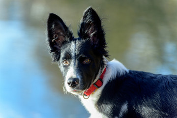 Border Collie puppy in the woods in winter.