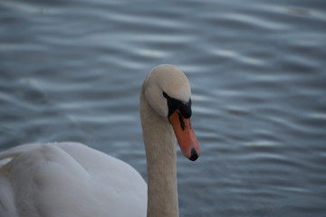 Lake in the Schierbeck Park , Puigcerda in Cerdanya, Girona, Catalunya, Spain.