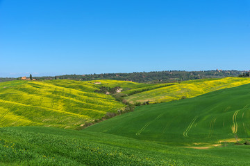 Beautiful rural landscape, cypress trees, green field and blue sky in Tuscany near Pienza. Spring in Tuscany, Italy.
