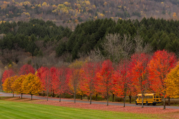 school bus with fall foliage
