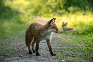 red fox cub vulpes vulpes
