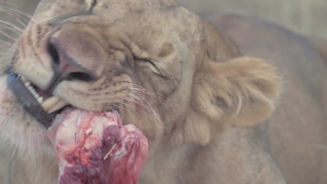 Mother and daughter lioness bitting waterbuck bone in Maasai Mara reserve
