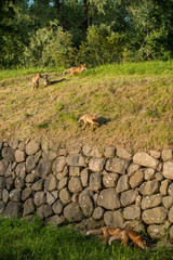 red fox cub vulpes vulpes