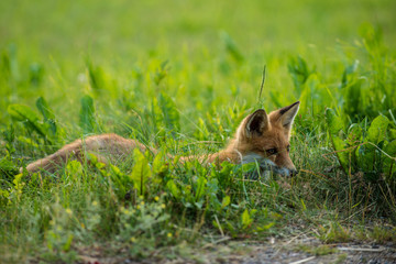 red fox cub vulpes vulpes