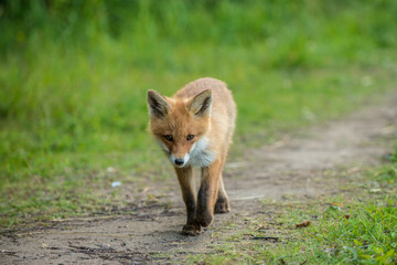 red fox cub vulpes vulpes